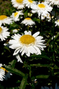 The popular summer daisy flowers in the gardens.