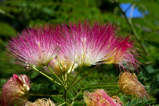 The Persian silk tree (Albizia julibrissin) flower.