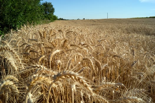 Wheat (Triticum aestivum L.) is the most important grain.