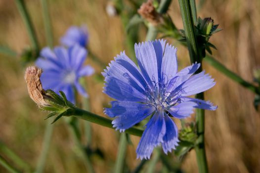 The chicory (Cichorium intybus) fields, ditches plants.