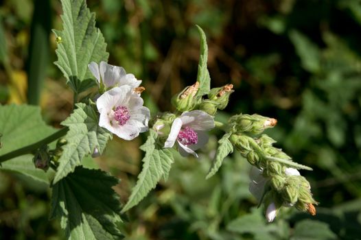 Marshmallow (Althaea officinalis) is a natural healing process.