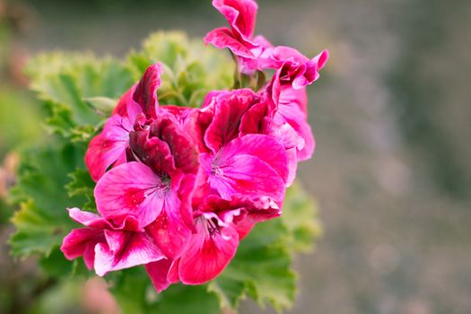 the mottled geranium flower in its full bloom