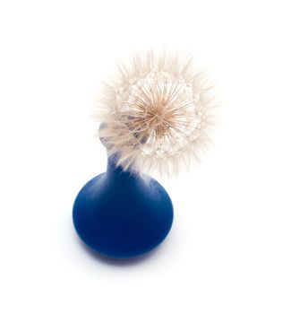 dandelion flower in vase isolated on a white background