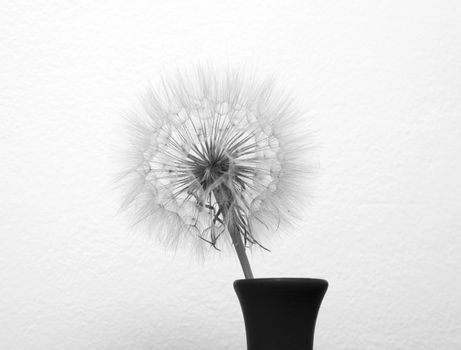 dandelion flower in vase isolated on a white background