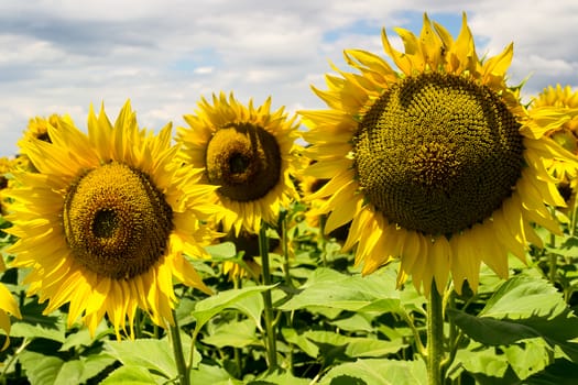 Field of blooming sunflowers against a cloudy sky