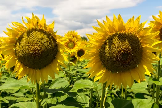 Field of blooming sunflowers against a cloudy sky