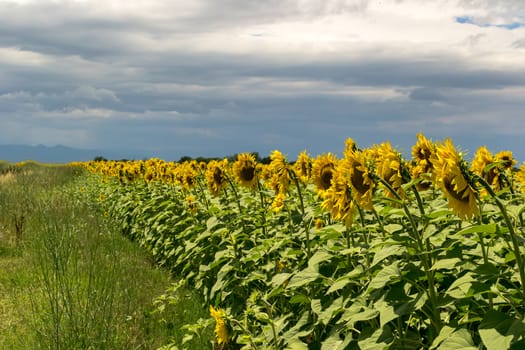 Field of blooming sunflowers against a cloudy sky