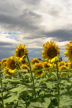 Field of blooming sunflowers against a cloudy sky