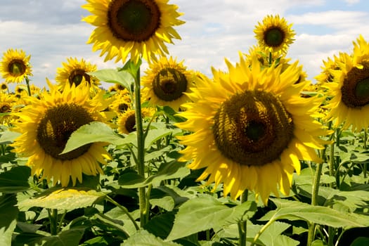 Field of blooming sunflowers against a cloudy sky