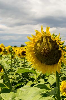 Field of blooming sunflowers against a cloudy sky