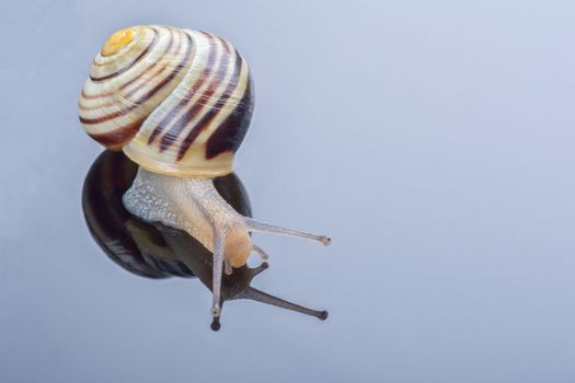 Small snail isolated on a grey background