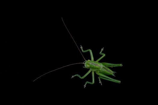 Green grasshopper isolated on a black background