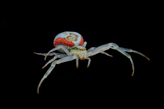 White spide isolated on a black background