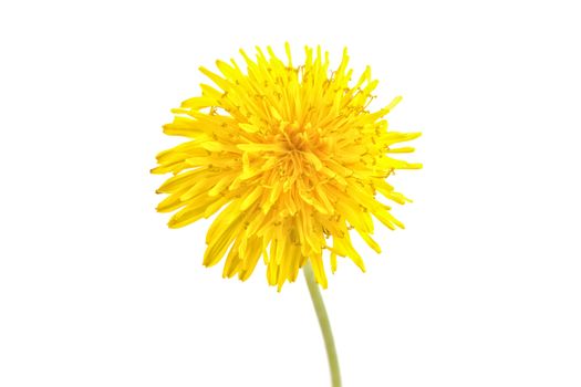 Dandelion flower isolated on a white background