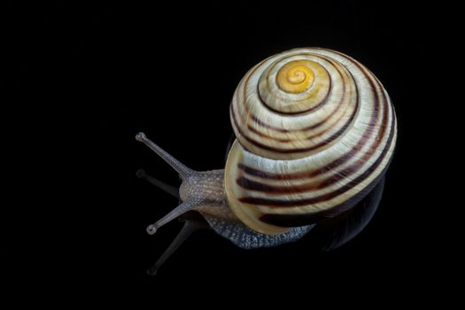 Small snail isolated on a black background