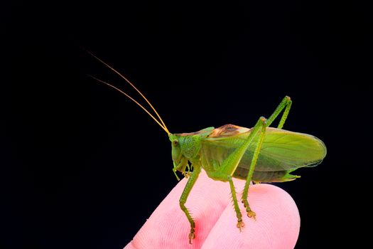 Green grasshopper on hand isolated on a black background