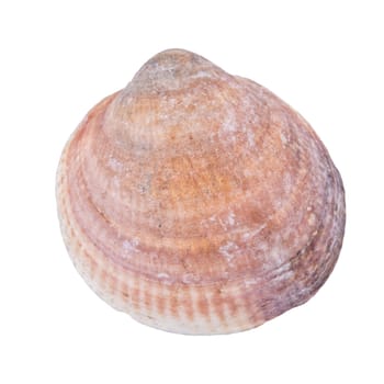 Sea shell isolated on a white background