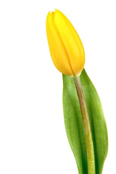 Yellow tulip isolated on white background