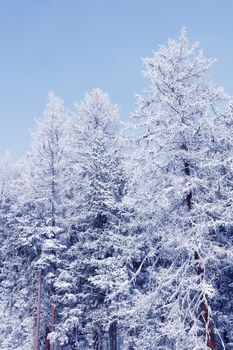 Beautiful winter landscape with fir forest in mountains
