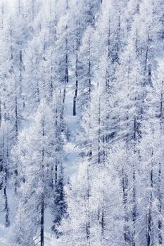 Beautiful winter landscape with fir forest in mountains