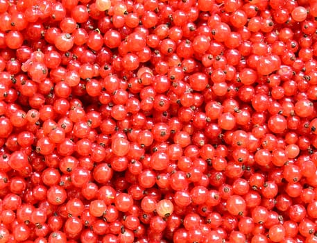 Ripe red currants background.