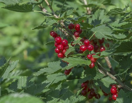 large red ripe currant berry on the bush with green leaves
