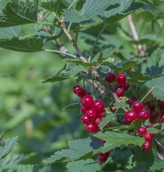 large red ripe currant berry on the bush with green leaves