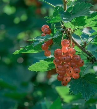large red ripe currant berry on the bush with green leaves