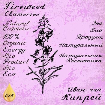 Willow herb, Chamerion, fireweed, rosebay hand drawn sketch botanical illustration. Vector drawing. Lettering in English and Russian languages. Grunge background. Oil drop