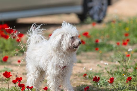 dog standing on blooming poppies the field