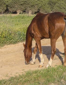 animal brown horses grazing in summer day