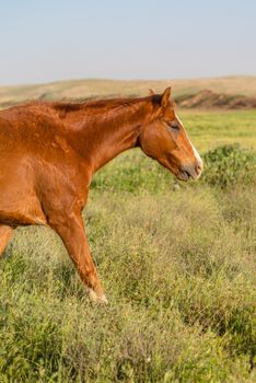 animal brown horses grazing in summer day