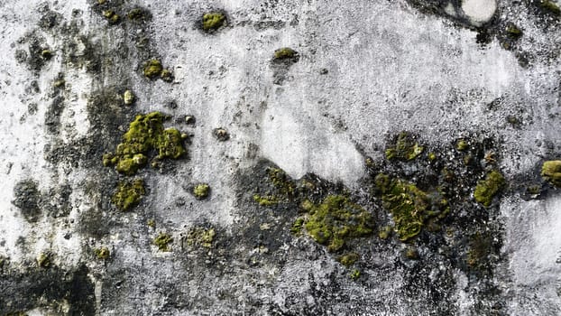 Grunge wall texture background with moss