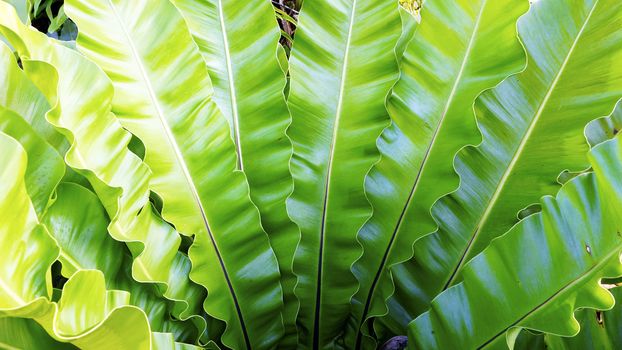 fern Asplenium nidus natural plant tropical 