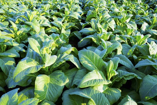 closeup Tobacco farm agriculture harvest in thailand, asia