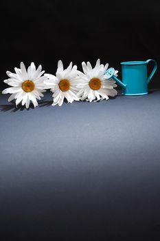 Gardening concept. Daisy flowers near watering can