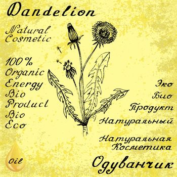 Dandelion hand drawn sketch botanical illustration. Vector drawing. Medical herbs. Lettering in English and Russian languages. Grunge background. Oil drop