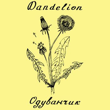 Dandelion hand drawn sketch botanical illustration. Vector drawing. Medical herbs. Lettering in English and Russian