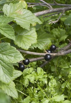 large black ripe currant berry on the bush with green leaves