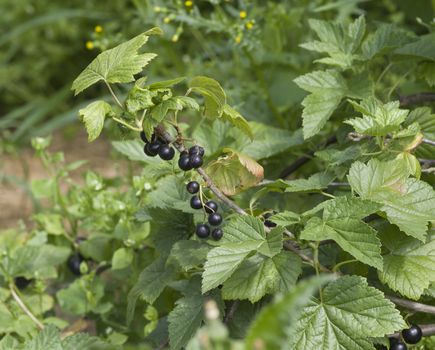 large black ripe currant berry on the bush with green leaves