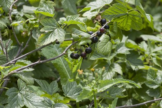 large black ripe currant berry on the bush with green leaves