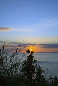 beautiful yellow sunset over loop head with silhouetted wild tall thistles on the wild atlantic way in ireland