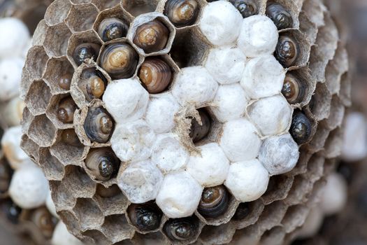 Wasp Nest with larvae  and eggs in individual cell of the hive closeup macro