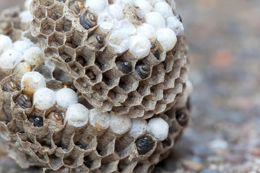 Wasp Nest with larvae and eggs in individual cell of the hive side view closeup macro