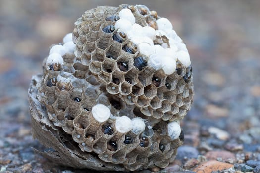 Wasp Nest on the ground with larvae and eggs in individual cell of the hive side view closeup macro