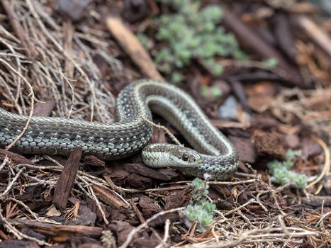 Northwestern Garter Snake common in the Pacific Northwest garden closeup macro
