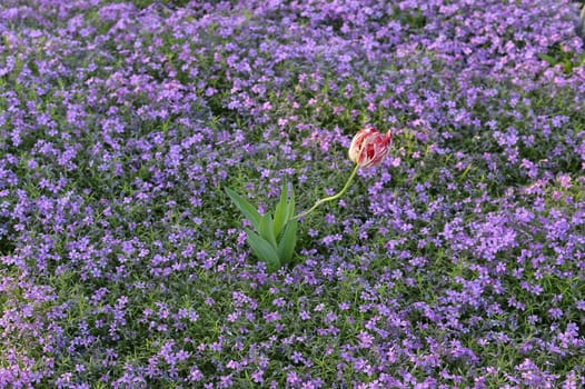  Beautiful pink flowers background