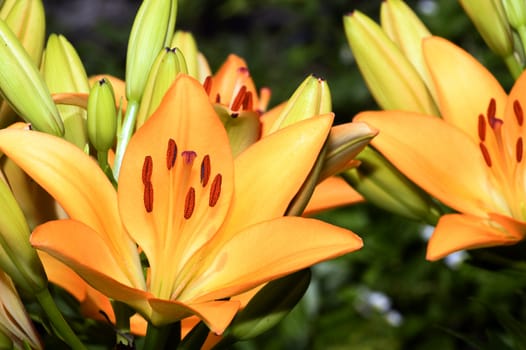 Flowering ornamental yellow lily in the garden closeup.