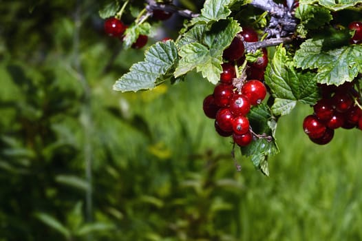 Bunches of red currant on a branch close up in the garden.