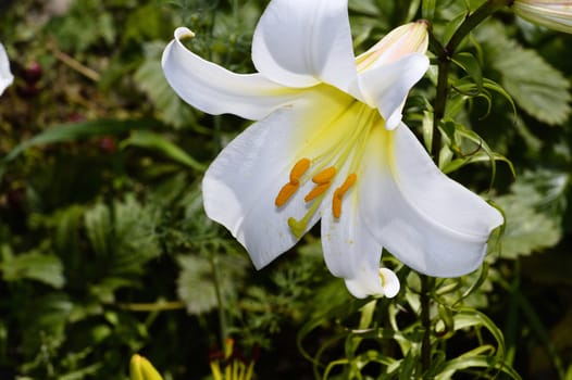 Decorative white lily in the garden closeup.